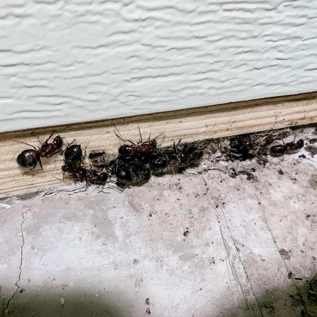What a Georgetown Pest Plan Actually Covers