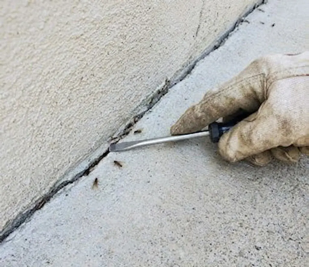 Flying Ants vs Termites in Georgetown, TX