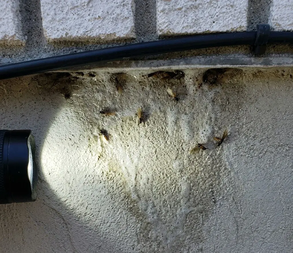 Are Termites Common in Georgetown, TX?