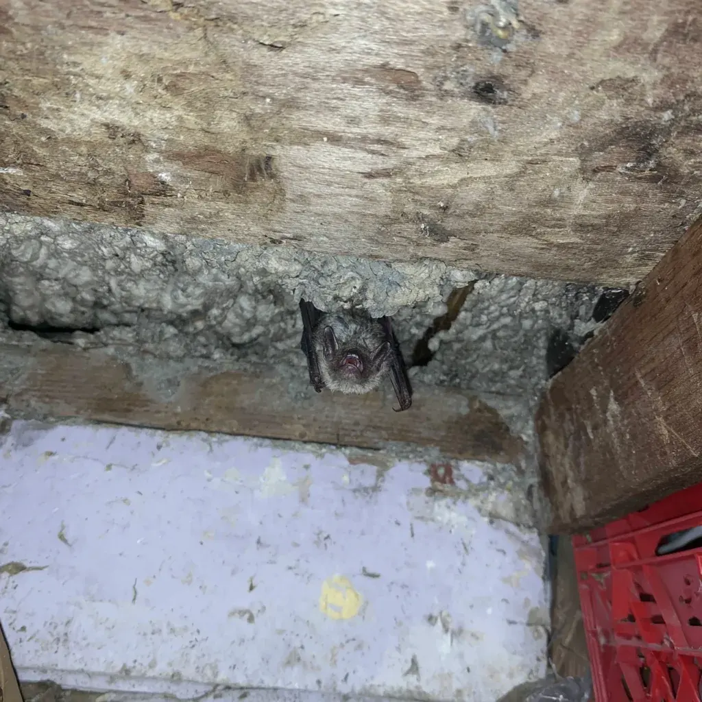 Cleaning Out An Attic After Pests In Georgetown
