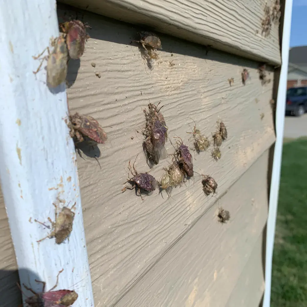 Offices pest control in Georgetown, TX