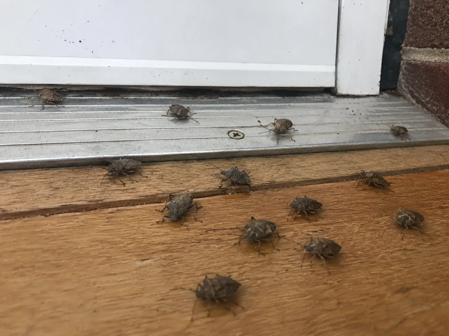 Tick Season in Georgetown, TX